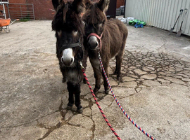 Two stunning Jenny donkeys