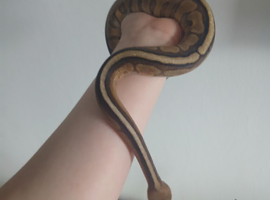 Royal (ball) Python and full setup