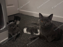 4 amazing mixed ladies