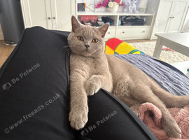 Beautiful 5 month old female scottish straight needs a new home.