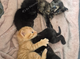 x4 Kittens Needing Homes