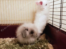 Gorgeous Friendly Double Maned Bunnies
