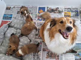 SHELTIE PUPS READY JULY 22ND