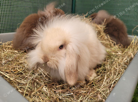 Adorable Mini Lion Lop - ONE LEFT
