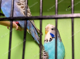 Large standard blues budgies