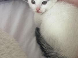 kitten