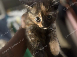 X 3 kittens