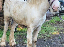 Cob colt to make 14&rsquo;2