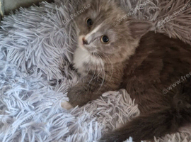 4 beautiful kittens for sale