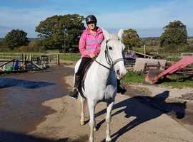 Wanted Horse for Share 14.2 -16H for happy hacking