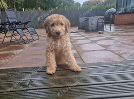 READY NOW LAST ONE! Goldendoodle Boy Puppy