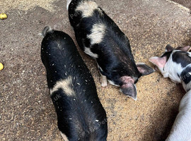Mini Gilts, &pound;50 for the pair