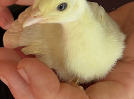 Peacock chicks