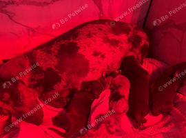 Miniature dachshunds