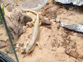 Berber skink for sale