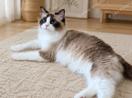 GCCF Registered Pedigree Ragdoll