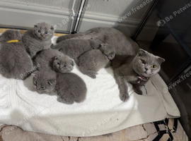 Adorable 8-Week-Old Britishshort hair Kittens Looking for Loving Homes