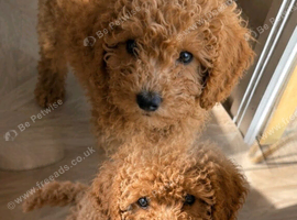 Unique Cavapoos pups one boy left