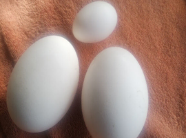 Fresh goose eggs for eating