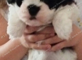 A gorgeous little baby looking for there forever Home