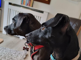 2 beautiful Patterdale Terriers to rehome