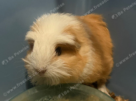 1 beautiful Sows and 1 boar available