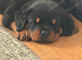 female rottweiler