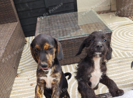 3 affectionate, boy jackapoo pups