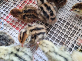 Coturnix quail chics