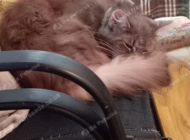 Maine coon for sale