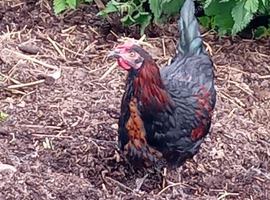 Black copper Maran type cockerel