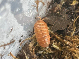 (20% OVERCOUNT) Orange Vigor Isopods for sale UK