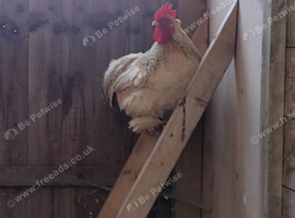 Organic and fertile Pekin Bantams eggs