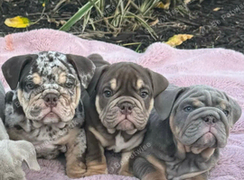 Beautiful English bulldog puppies