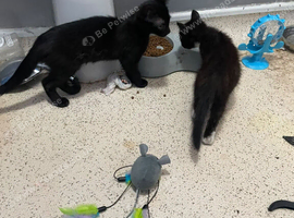 2 kittens for sale