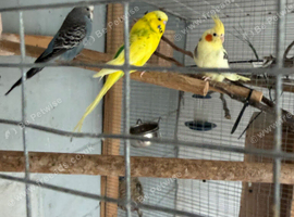 Cockatiel
