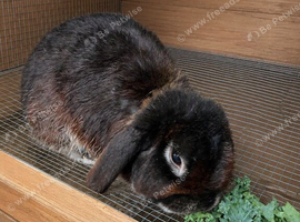 3 year old rabbit