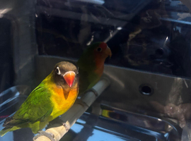 Pair of bonded lovebirds