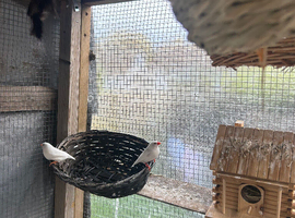 6 pairs of finches