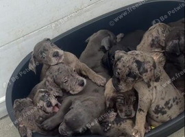exceptional cane corso pups for sale
