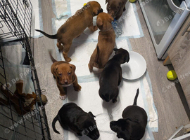 Mixed bread/lab/