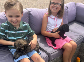 Cockapoo puppies for sale