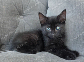 2 male kittens left