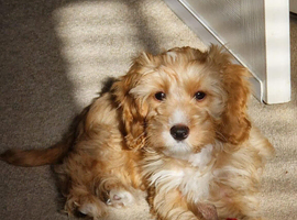 Small cockapoo puppy