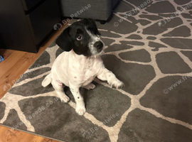 Jack Russell mixed with westie