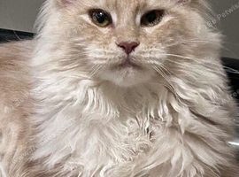 Stunning Purebred Maine Coon Boy Cream/red