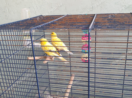 A pair of canaries