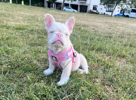 Fluffy Frenchie
