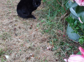 3 sister cats