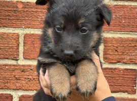 Short haired german shepherds